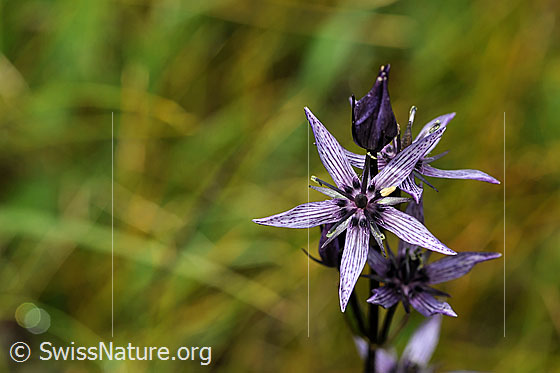 Photo: Swertia perennis. Blossoms.