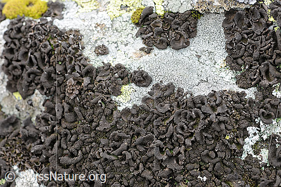Foto: Flechte auf Stein.
Flechte aus der Familie der Laubflechten.