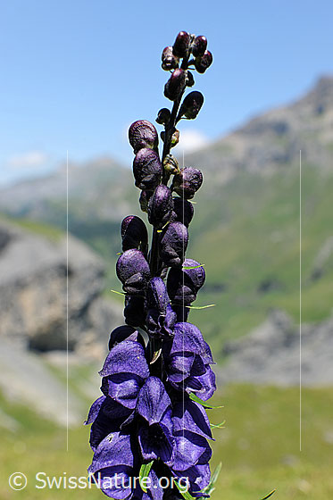 Foto: Blütenstand des Eisenhut.
Dichtblütiger Eisenhut
Lat.: Aconitum compactum
Familie: Ranunculaceae (Hahnenfussgewächse)