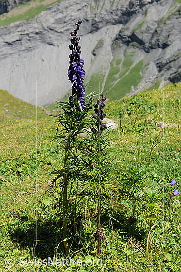 Foto: Dichtblütiger Eisenhut. Ansicht ganze Pflanzen auf einer Alpweide.
Lat.: Aconitum compactum
Familie: Ranunculaceae (Hahnenfussgewächse)
