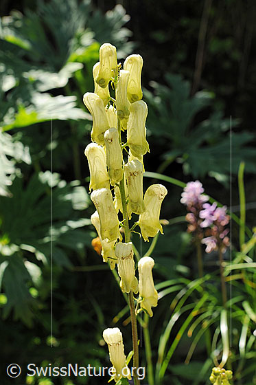 Foto: Gelber Eisenhut
Lat.: Aconitum vulparia
Familie: Ranunculaceae (Hahnenfussgewächse)