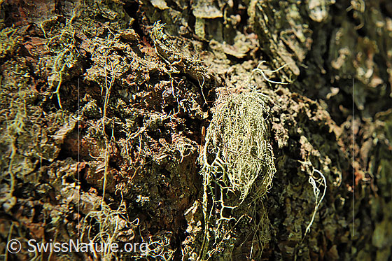 Foto: Bartflechte an Baumstamm.
Lat.: Usnea
Familie: Parmeliaceae