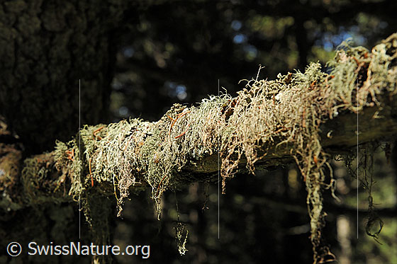 Foto: Bartflechte an einem Ast.
Lat.: Usnea
Familie: Parmeliaceae (Strauchflechte)