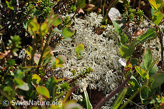 Foto: Strauchflechte der Gattung Cladonia
ev. Lat.: Cladonia arbuscula 
Familie: Cladoniaceae