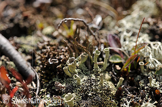 Foto: Flechte der Gattung Cladonia
Familie: Cladoniaceae