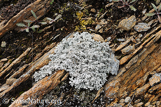 Foto: Flechte der Gattung der Krustenflechten
ev. Bittere Porenflechte (Bitterflechte) 
Lat.: Pertusaria amara
Familie: Pertusariaceae