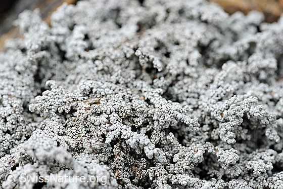 Foto: Flechte Nahaufnahme
ev. Bittere Porenflechte (Bitterflechte) 
Lat.: Pertusaria amara
Familie: Pertusariaceae