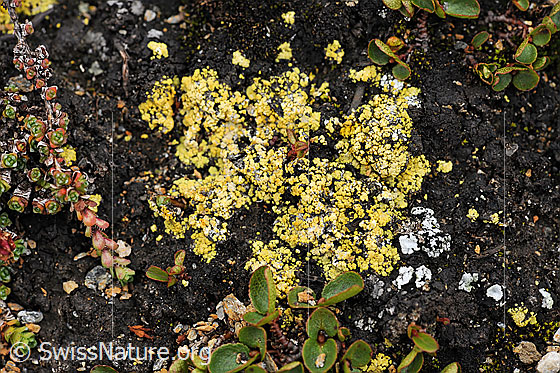 Foto: Flechte der Gattung der Krustenflechten.
Eine Art der Porenflechten
Lat.: Pertusaria
Familie: Pertusariaceae