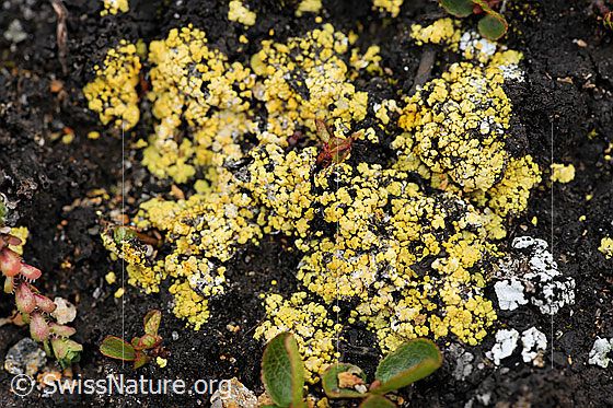 Foto: Porenflechte Nahaufnahme (Krustenflechte)
Eine Art der Porenflechten
Lat.: Pertusaria
Familie: Pertusariaceae