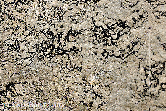 Foto: Flechte auf Stein.
Flechte aus der Gattung der Krustenflechten.
ev. Lat.: Lecidella elaeochroma
Familie: Lecanoraceae