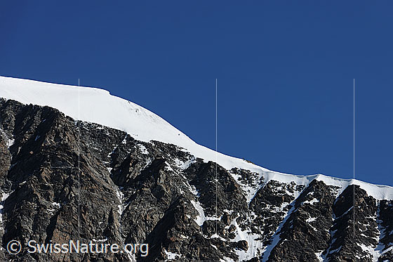 Foto: Eisnase am Alphubel.