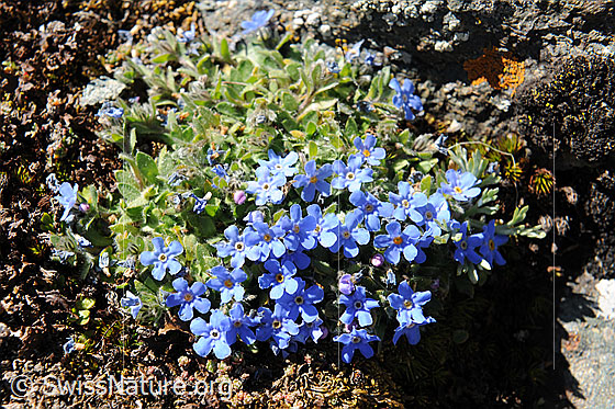 Foto: Himmelsherold
Lat.: Eritrichium nanum
Familie: Boraginaceae