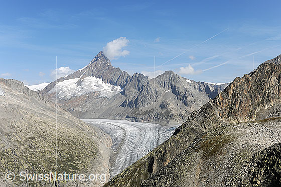 Foto: Finsteraarhorn und Fieschergletscher vom Risihorn.