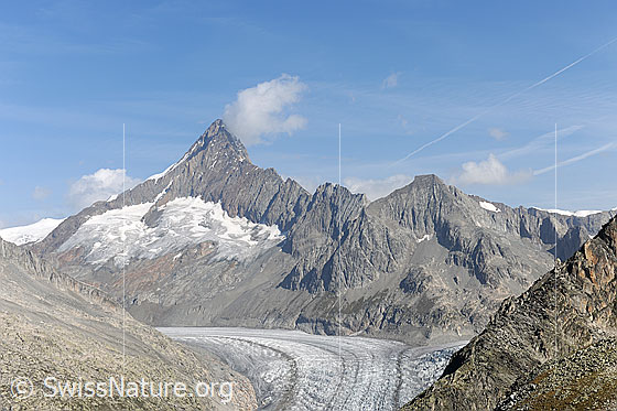 Foto: Finsteraarhorn und Fieschergletscher vom Risihorn.