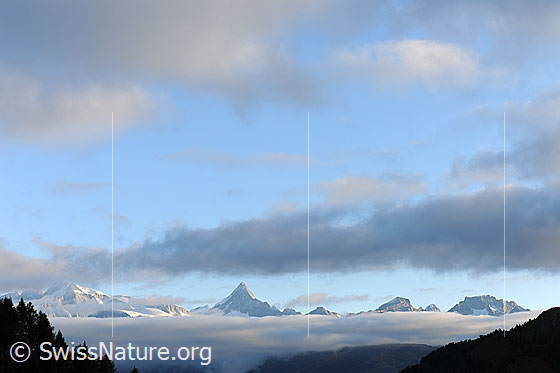 Foto: Morgenstimmung mit Nebelmeer und Bergkette (Berner Alpen mit Finsteraarhorn von Süden). Darüber hellblauer Himmel mit Wolkenfeld.