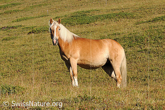 Foto: Hauspferd (Equus caballus) im Morgenlicht. Das Pferd hat eine grosse Alpweide zur Verfügung.
Umgebung: Alpweide im Berggebiet ca. 2000m.ü.M. (Saflischmatta am Breithorn,, Binntal)
Lat.: Equus caballus
Familie: Equidae (Pferde)
Gattung: Equus (Pferde)