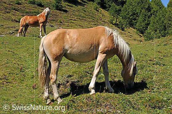 Foto: Hauspferde (Equus caballus) auf der Weide.
Umgebung: Alpweide im Berggebiet ca. 2000m.ü.M. (Saflischmatta am Breithorn,, Binntal)
Lat.: Equus caballus
Familie: Equidae (Pferde)
Gattung: Equus (Pferde)