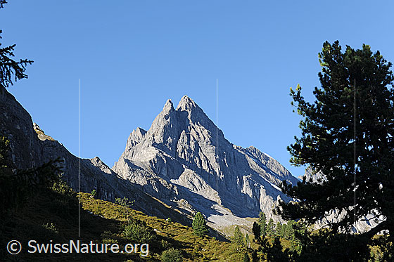 Foto: Im Lauterbrunnental: Ellstabhorn in Herbstlandschaft mit Föhre im Vordergrund.