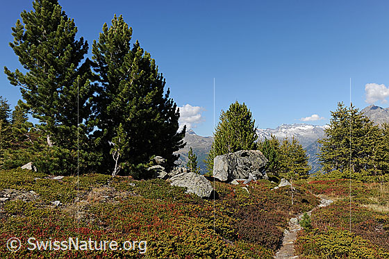 Foto: Herbstlicher, lichter Bergwald mit Föhren und Lärchen. Ein Pfad (Bergweg) führt durch die herbstfarbenen Kleinsträucher.