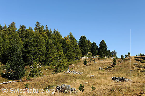 Foto: Nadelwald mit Lärchen und Föhren und herbstlicher Alpweide mit Steinhaufen und Jungbäumen.