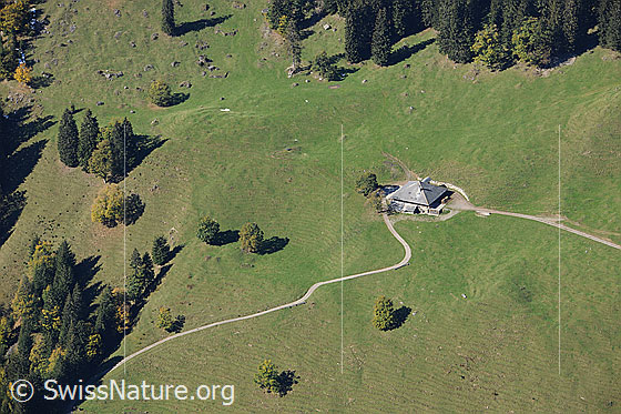Foto: Alpweide mit Bäumen, Tannen und geschwungener Zufahrtsstrasse zu einer Alphütte im Justistal.