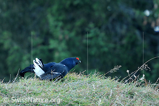 Foto: Balzender Birkhahn (Lyrurus tetrix).
Lat.: Lyrurus tetrix, Syn.: Tetrao tetrix
Ordnung: Galliformes (Hühnervögel)
Familie: Phasianidae (Fasanenartige)
Unterfamilie: Phasianinae
Gattung: Lyrurus (Birkhühner)