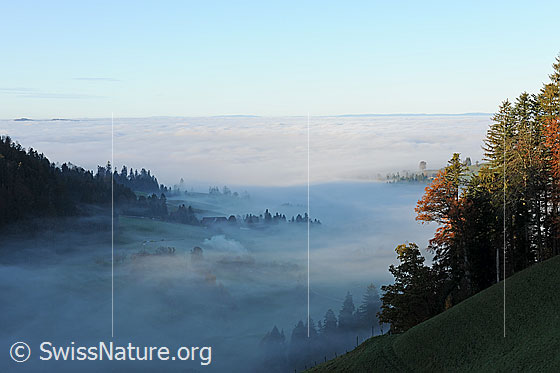 Foto: Nebelgrenze im Hügelland. Nebelschwaden ziehen in ein schmales Tal. Durch Nebelschleier sind Wälder und Weiden zu sehen. Es herrscht eine geheimnisvolle Herbststimmung. Über dem Mittelland liegt ein geschlossenes Nebelmeer.