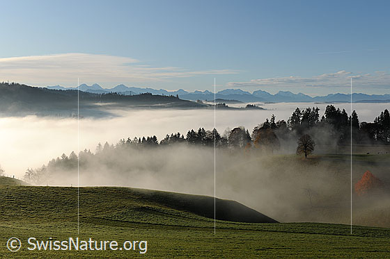 Foto: Herbststimmung: Nebelschleier an der Nebelgrenze. Bäume, Tannenwipfel und die Alpenkette ragen aus dem Nebelmeer. Am blauen Himmel sind Wolkenfelder zu sehen. Die Grünfläche im Vordergrund wird landwirtschaftlich genutzt.