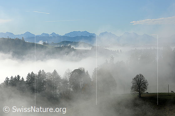 Foto: Herbstliches Stimmungsbild mit Nebelschleier in der Hügellandschaft des Emmentals. Bäume, Kreten und Tannenwipfel sind als Silhouetten erkennbar. Im Hintergrund ist die Bergkette der Berner Alpen zu sehen.