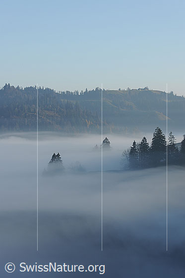 Foto: Geheimnisvolle Nebelstimmung in den Emmentaler Wäldern.
Nebelschwaden ziehen durch die Tannenspitzen an der Nebelgrenze.