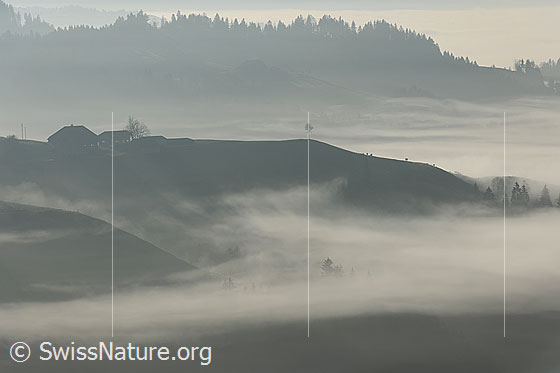 Foto: Herbststimmung an der Nebelgrenze in Emmentaler Hügellandschaft. Feine Nebelschwaden ziehen entlang der Hügelzüge vorbei. Auf einer unbewaldeten Krete sind ein Bauernhof und eine junge Linde zu sehen.