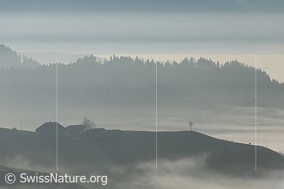 Foto: Nebelschwaden in Emmentaler Hügellandschaft. Feine Nebel ziehen entlang der Hügelzüge vorbei. Auf einer unbewaldeten Krete ist ein Bauernhof und eine junge Linde zu sehen.