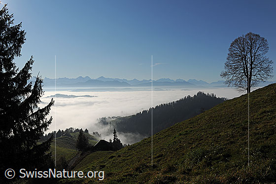 Foto: Alpweide mit Baum über einem Nebelmeer mit Bergketten im Hintergrund (Herbststimmung).