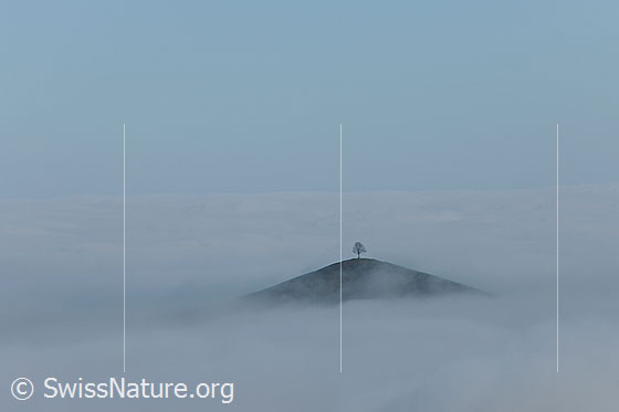 Foto: Hügel mit Baum über der Nebelgrenze (Herbststimmung mit Nebel).