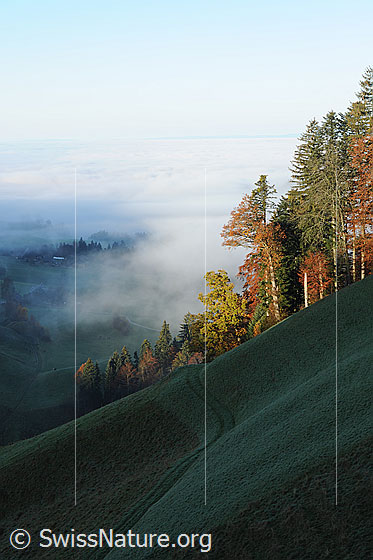 Foto: Herbstlicher Waldrand an der Nebelgrenze. Die Weide im Vordergrund liegt im Schatten. Ein Weg führt Richtung herbstfarbenem Wald mit interessanter Nebelstimmung.