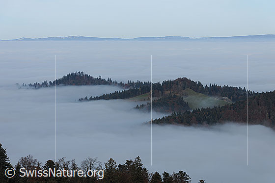 Foto: Hügelzug ragt aus weitem Nebelmeer. Im Hintergrund ist die Jurakette erkennbar.