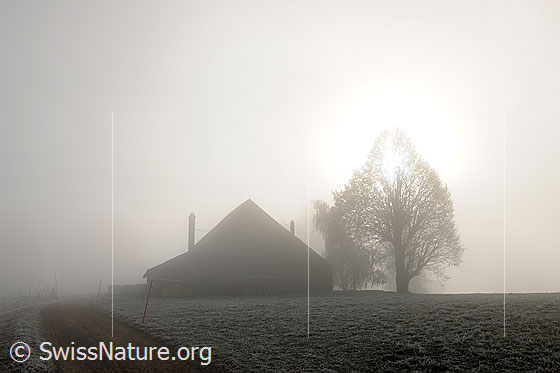 Foto: Geheimnisvolle Nebelstimmung mit Bauernhof und Baum im Gegenlicht. Ein Weg führt Richtung Haus und verliert sich im Nebel.