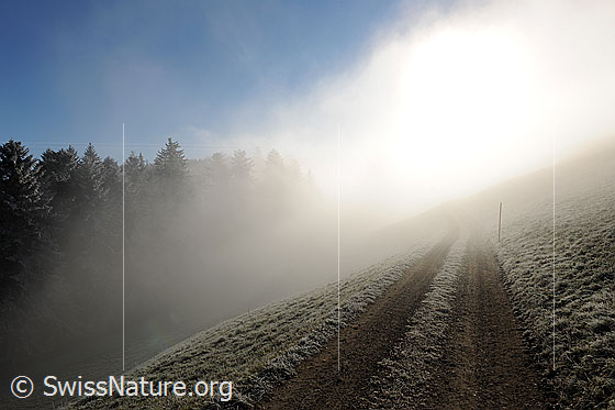 Foto: Feldweg mit Nebelstimmung im Gegenlicht. Der Weg führt in die Nebelschwade und verschwindet ins Unbekannte.