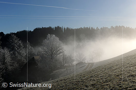 Foto: Nebelstimmung in Raureiflandschaft. Eine Nebelschwade liegt in der Hügellandschaft. Die Bäume um den Bauernhof sind mit Raureif überzogen.