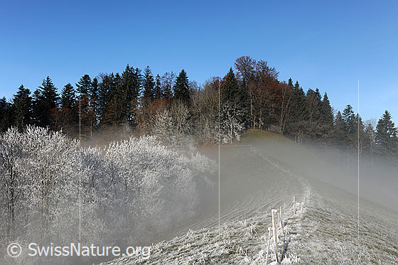 Foto: Nebelschleier in Raureiflandschaft mit herbstlichem Mischwald. Die Bäume einer Hecke sind mit Raureif überzogen. Über die Krete Richtung Wald verläuft ein Weidezaun. Der feine Nebel verleiht der Landschaft eine gemheimnisvollle Stimmung.