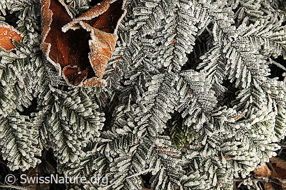 Foto: Tannenäste mit Raureif.