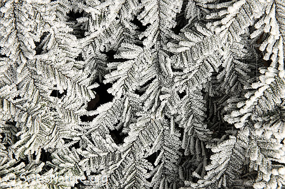 Foto: Raureif auf Tannenzweigen.