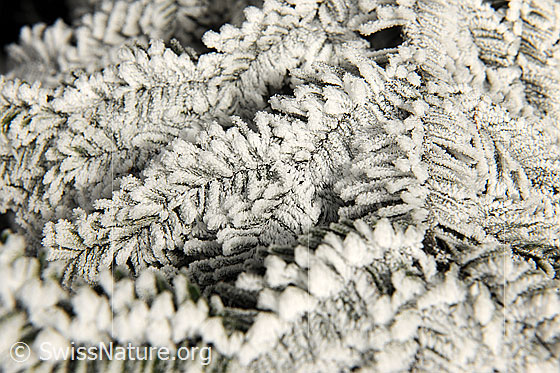 Foto: Starker Frost auf Tannenzweig.