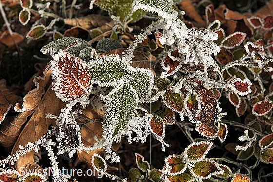 Foto: Frost auf Waldboden. Die herbstfarbenen Blätter tragen eine feine Zeichnung und Umrandung aus Raureif.
