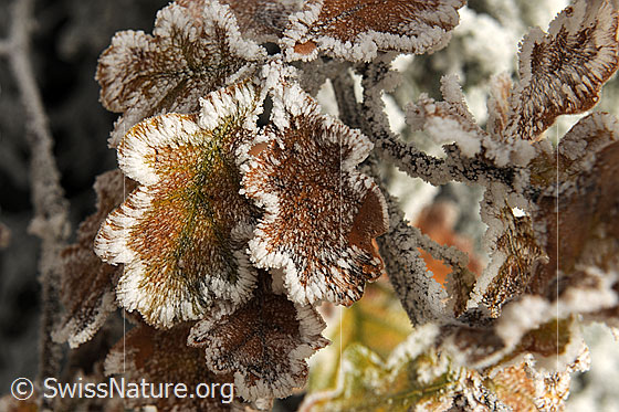 Foto: Raureif an Herbsstblättern. Die herbstfarbenen Blätter tragen eine feine Zeichnung aus Raureif.