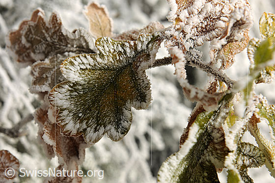 Foto: Blatt mit schöner Zeichnung (Überzug mit Raureif).
