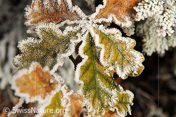 Foto: Blätter in den Herbstfarben mit Frost. Die Herbstblätter tragen einen feinen weissen Rand (Raureif).