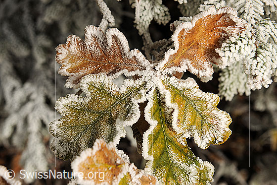 Foto: Herbstbild: Herbstfarbene Blätter mit Raureif.