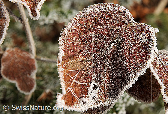 Foto: Herbstblätter mit Raureif. Die braunen Blätter tragen einen feinen weissen Rand aus Frost.