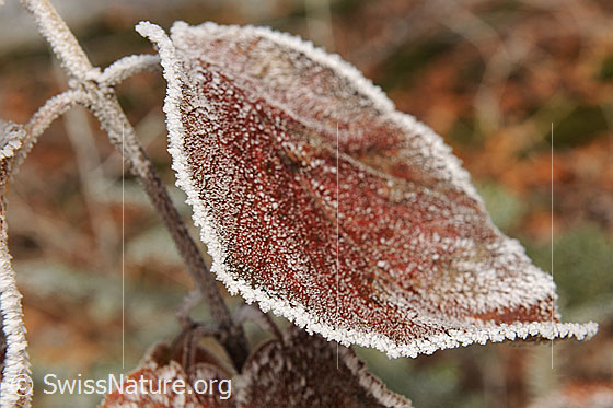 Foto: Braunes Blatt umrandet mit Raureif.